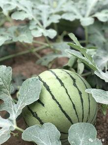 成县的吃瓜网红是谁