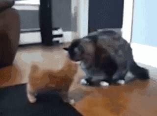 吃瓜群众指什么动物,揭秘猴子的社交智慧