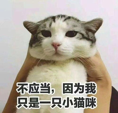 娱乐吃瓜小猫咪小说,小猫咪的娱乐圈冒险之旅