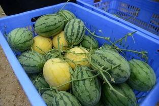 网红吃瓜群资源群,揭秘娱乐圈幕后资源交流圈