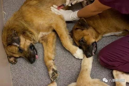 宠物安乐死娱乐吃瓜酱,娱乐吃瓜酱带你揭秘背后真相